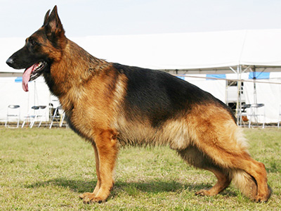 ドイツ シェパード - 日本警察犬協会