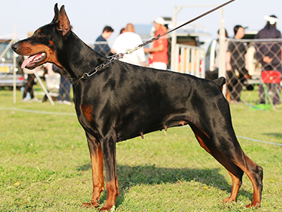 ドーベルマン - 日本警察犬協会