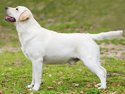万能犬 ラブラドール・リトリバー百科 ラブラドール・リトリーバー - 日本警察犬協会