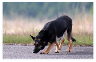 嘱託警察犬